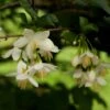 Styrax Japonica - Styrax Japonais 1 Styrax Japonica - Styrax Japonais -Le Jardin Secret Boutique styrax japonica 74160 6