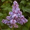 Lilas - Syringa Vulgaris Président Grevy -Le Jardin Secret Boutique syringa vulgaris president grevy 781756 1