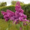 Lilas Commun - Syringa Vulgaris Znamya Lenina 1 Lilas Commun - Syringa Vulgaris Znamya Lenina -Le Jardin Secret Boutique syringa vulgaris znamya lenina 100875 1