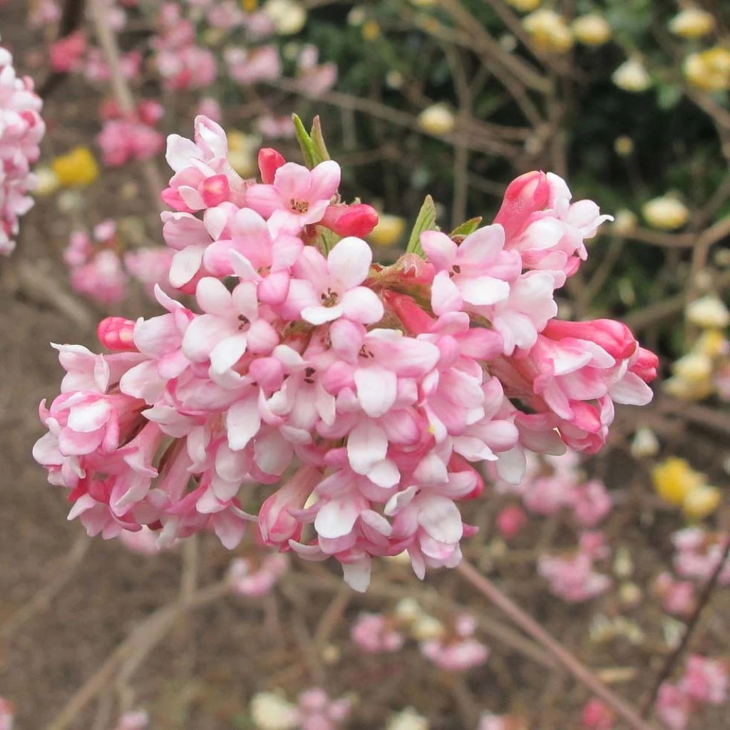 Viorne D'hiver - Viburnum Bodnantense Dawn 3 Viorne D'hiver - Viburnum Bodnantense Dawn