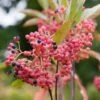 Viorne - Viburnum Nudum Pink Beauty -Le Jardin Secret Boutique viburnum nudum pink beauty 84379 3
