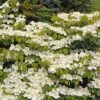 Viorne De Chine - Viburnum Plicatum Mariesii Great Star 1 Viorne De Chine - Viburnum Plicatum Mariesii Great Star -Le Jardin Secret Boutique viburnum plicatum mariesii great star 7872 5