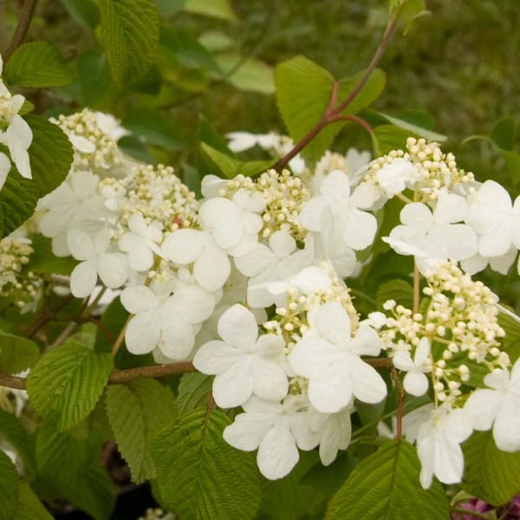 Viorne - Viburnum Plicatum Summer Snow Flake 3 Viorne - Viburnum Plicatum Summer Snow Flake