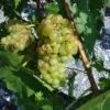 Vigne Muscat Champion 1 Vigne Muscat Champion -Le Jardin Secret Boutique vigne vitis Muscat blanc 771563 1