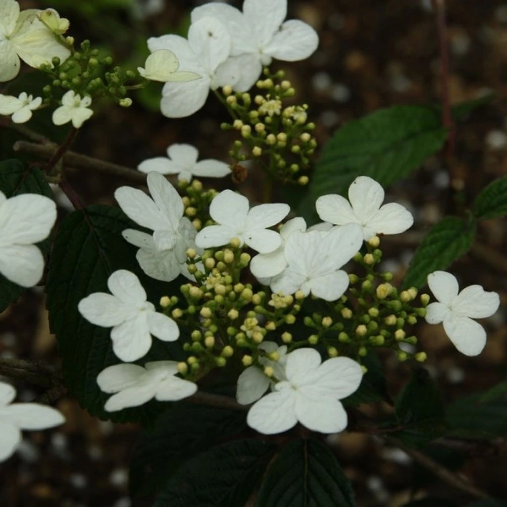 Viorne - Viburnum Plicatum Watanabe 3 Viorne - Viburnum Plicatum Watanabe
