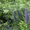 Vitex Agnus-castus Blue Didley® - Gattilier -Le Jardin Secret Boutique vitex agnus castus blue didley 85467 1