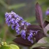 Vitex Agnus-castus Flip Side - Gattilier -Le Jardin Secret Boutique vitex flip side copyright f