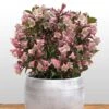 Weigela Florida Vintage Love -Le Jardin Secret Boutique weigela florida vintage love 16350 1