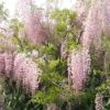 Glycine Du Japon - Wisteria Floribunda Honbeni (Rosea, Pink Ice) -Le Jardin Secret Boutique wisteria floribunda rosea 771556 1