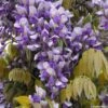 Glycine Grande Diva Nathalie - Wisteria (x) Venusta -Le Jardin Secret Boutique wisteria nathalie if minier16059 1