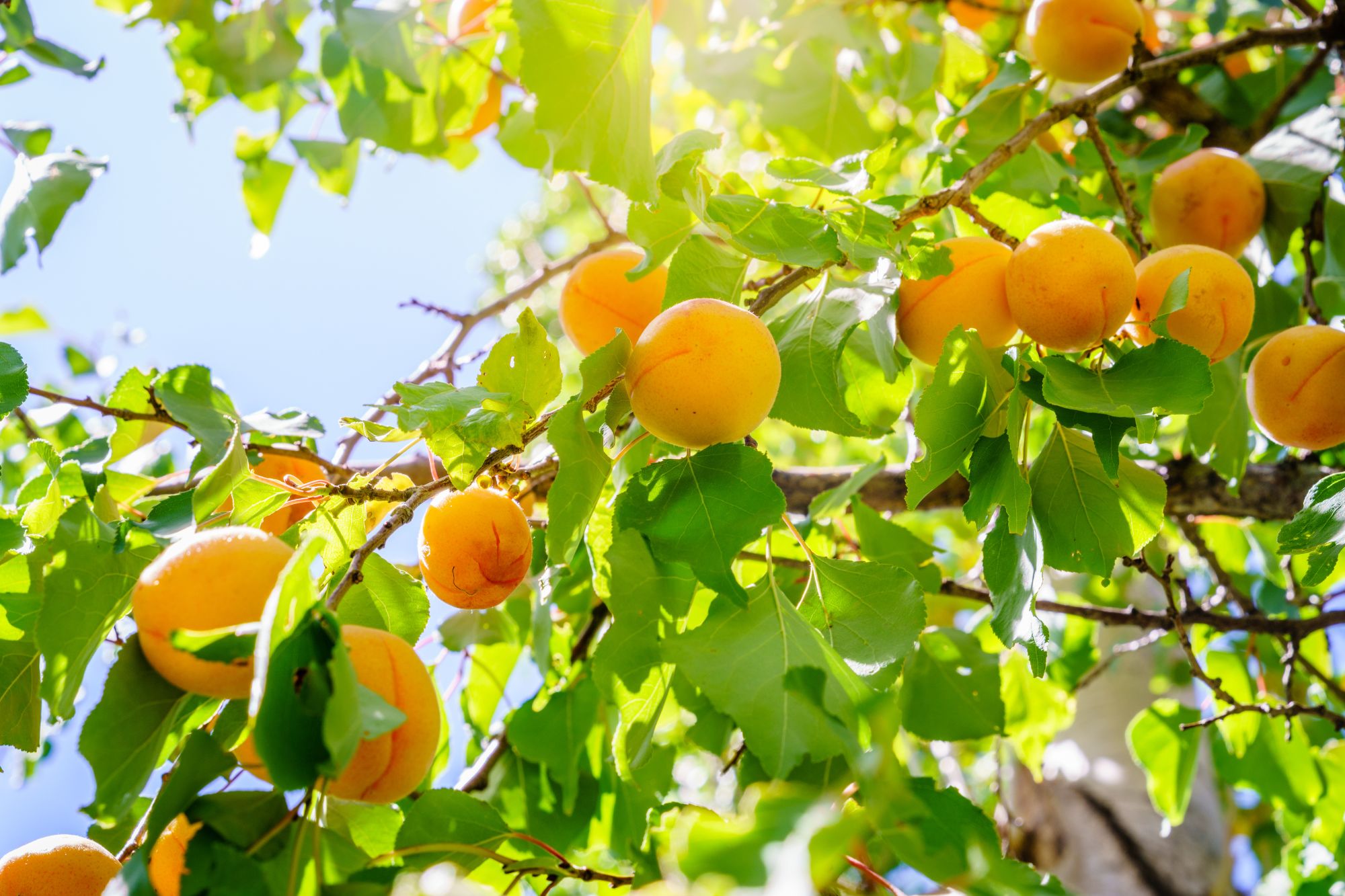 Le Jardin Secret Boutique -Le Jardin Secret Boutique abricotier intro