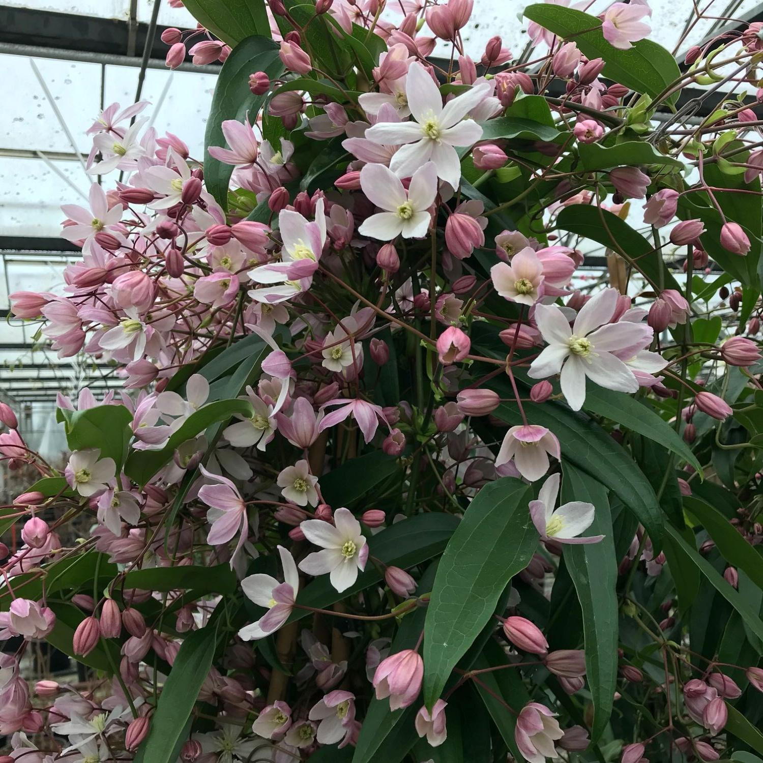 Le Jardin Secret Boutique -Le Jardin Secret Boutique clematis hendersonii rubra 1