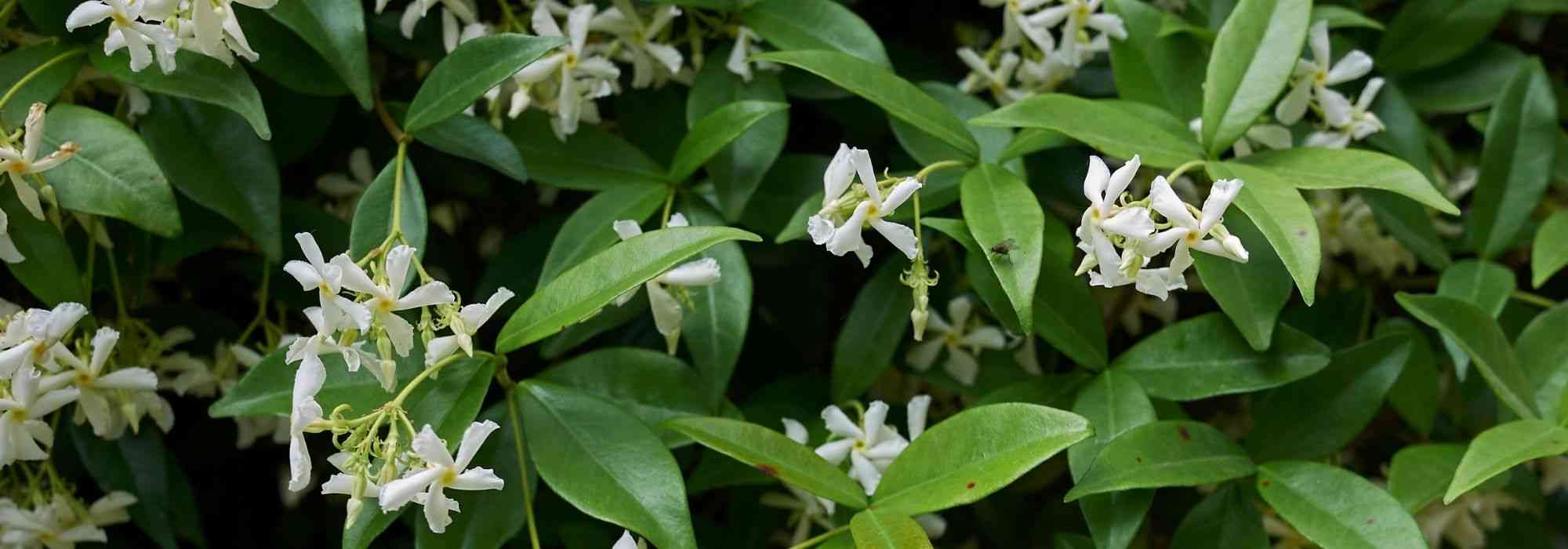 Le Jardin Secret Boutique -Le Jardin Secret Boutique plante grimpante increvable debutant